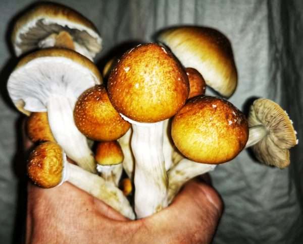 McKennaii Mushroom Spores