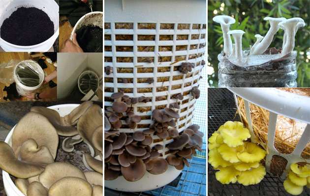 How to cultivate mushrooms