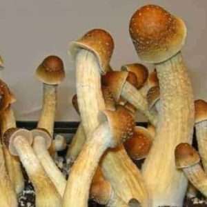 Penis Envy Mushroom Spores