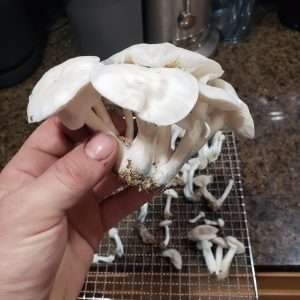 Albino Louisiana Cubensis Mushroom Spores