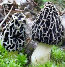 Finding Morel Mushrooms Near Me