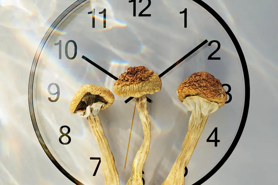 How long does a mushroom trip last